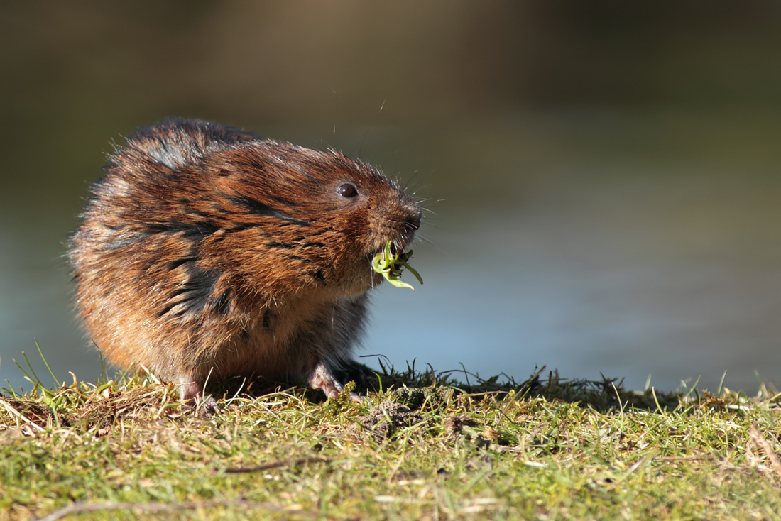 Water Vole 3